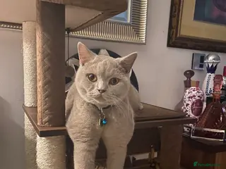 British Shorthair cats Rehome 2 british shorthair sisters - Advert 16