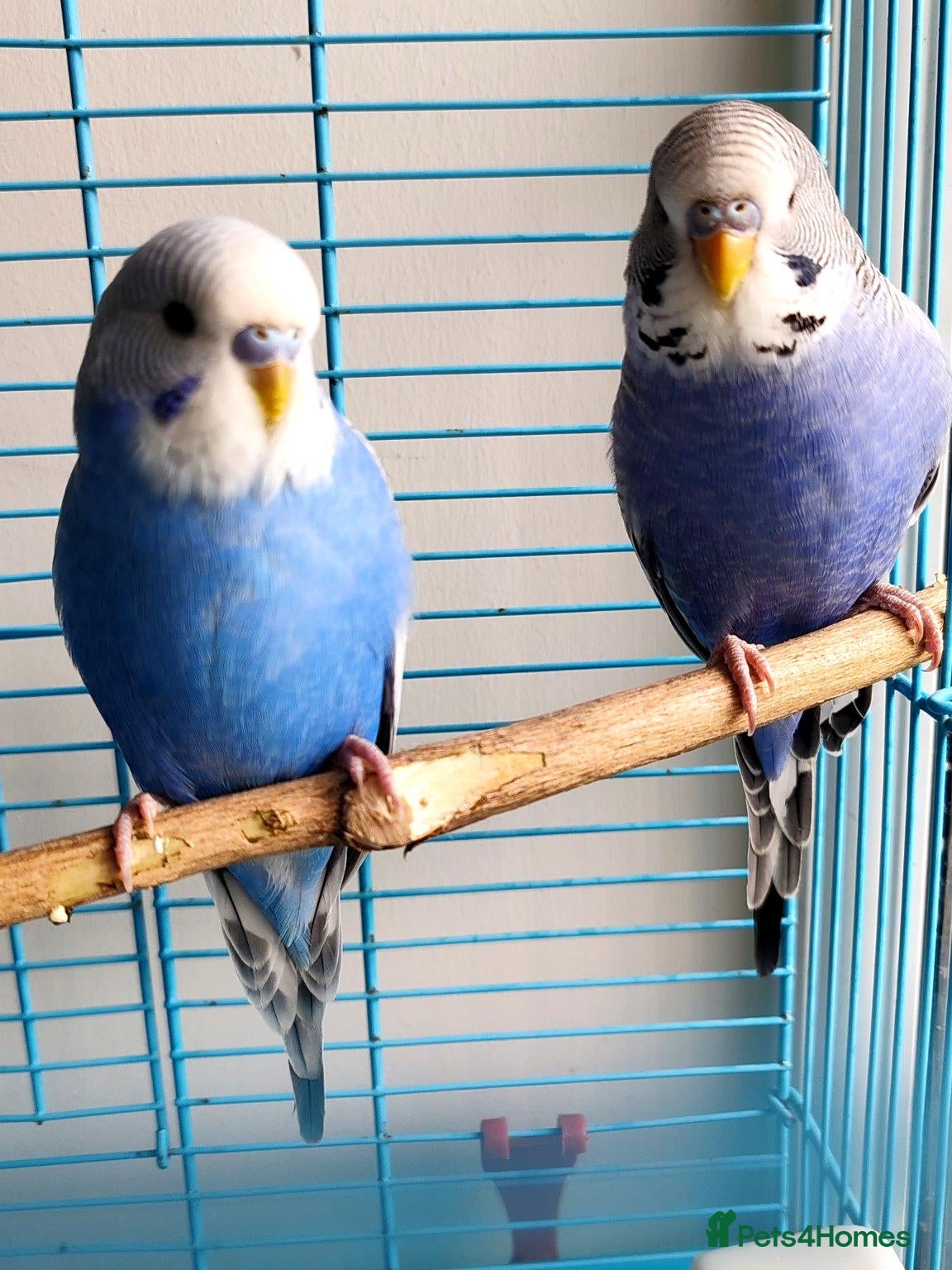 Parrots birds budgies age 3 months. And 4 months.  - Advert 20