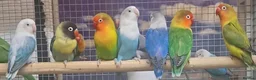 Parrots birds for sale: Birds/Parakeets/Parrots/Amazons  - Advert 21