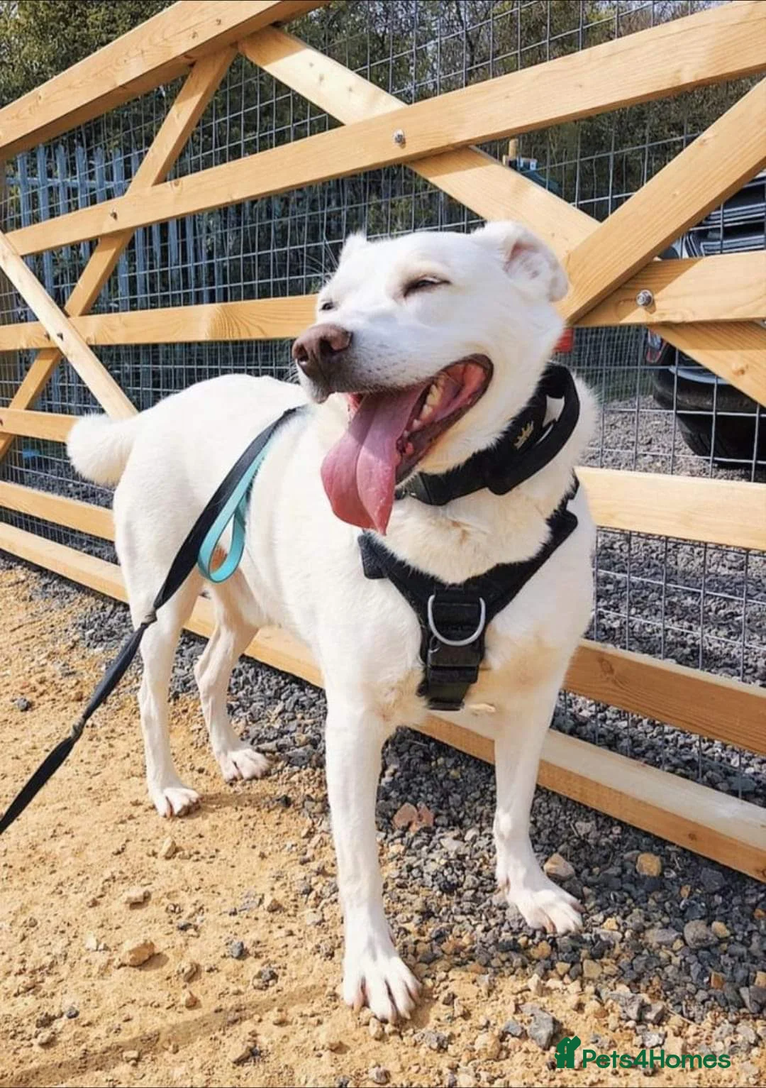 Mixed Breed dogs for adoption: Meet Biscuit, currently residing in Hampshire  in Havant - Advert 15