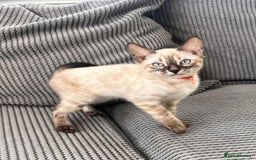 Bengal cats for sale: Stunning full pedigree bengal kittens  - Image 33