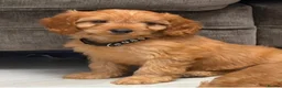 Cavapoo dogs for sale: 5⭐️licensed Breeder, outstanding F1 cavapoo’s  - Advert 6