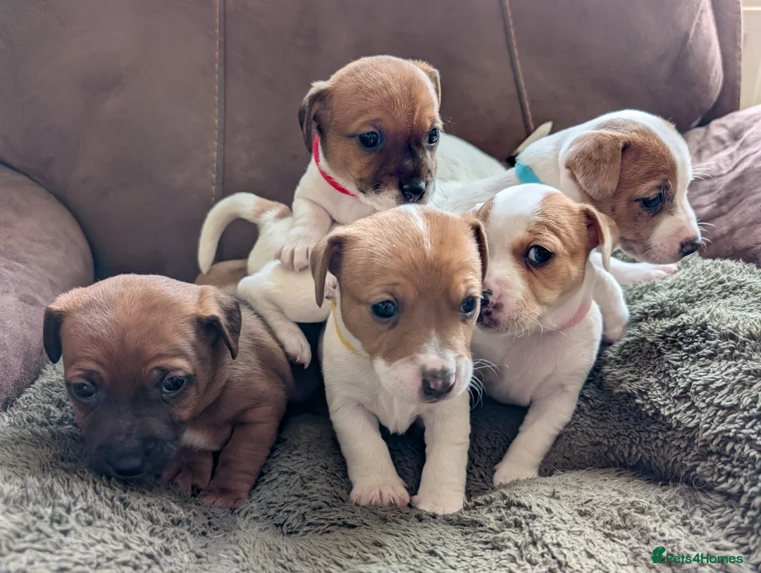 Jack Russell dogs for sale: Jack Russell Puppies, Ready 20th March - Advert 2