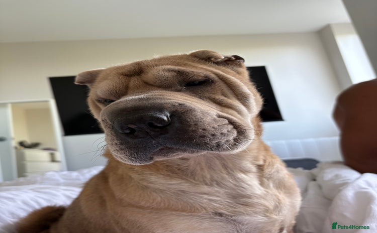 Shar Pei dogs - Advert 3
