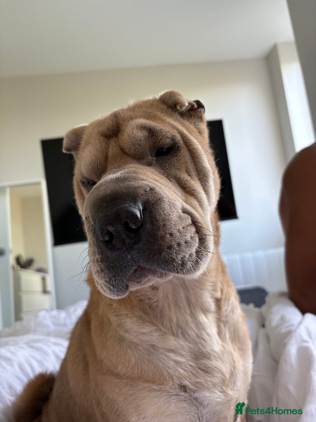 Shar Pei dogs for stud: Looking for a stud! - Advert 1