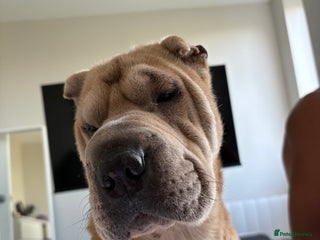 Shar Pei dogs - Advert 28