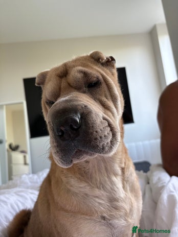Shar Pei dogs - Advert 1