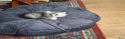 Persian cats for sale: Persian chinchilla  - Advert 7