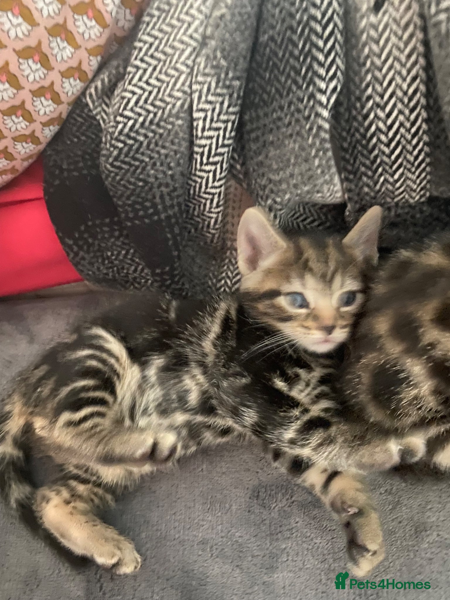 Bengal cats Sweet and loving Bengal kittens ❤️ - Advert 1