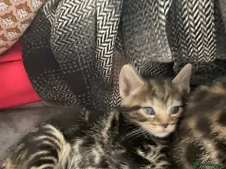 Bengal cats Sweet and loving Bengal kittens ❤️ - Advert 1