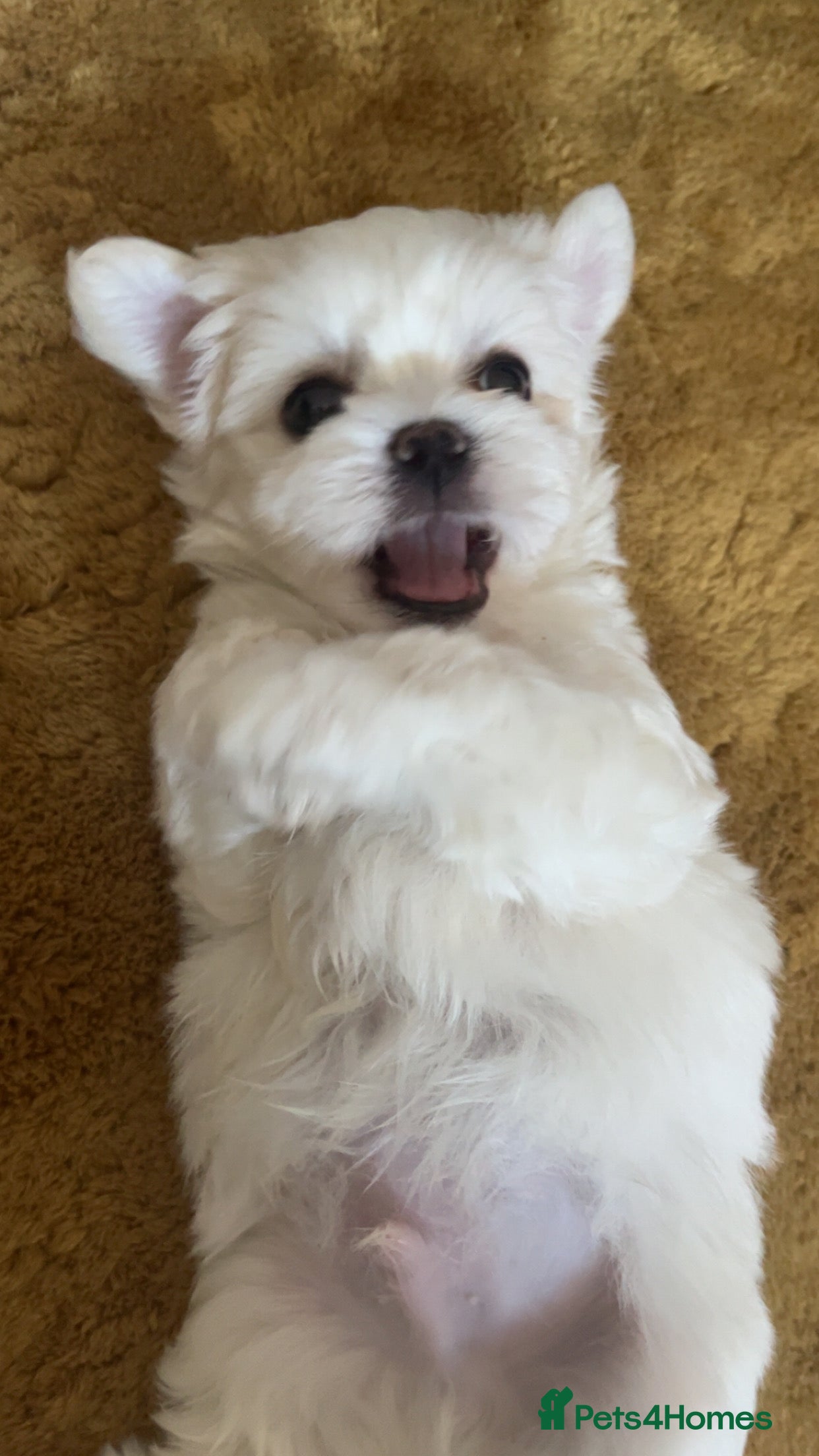 Maltese dogs Maltese puppies 1/2 Korean KC registered  - Advert 2