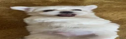 Maltese dogs for sale: Last KC Maltese female champion bloodline  - Advert 11