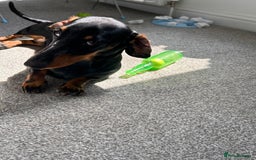 Dachshund dogs for sale: sweet and affectionate 1 year old sausage dog - Image 3