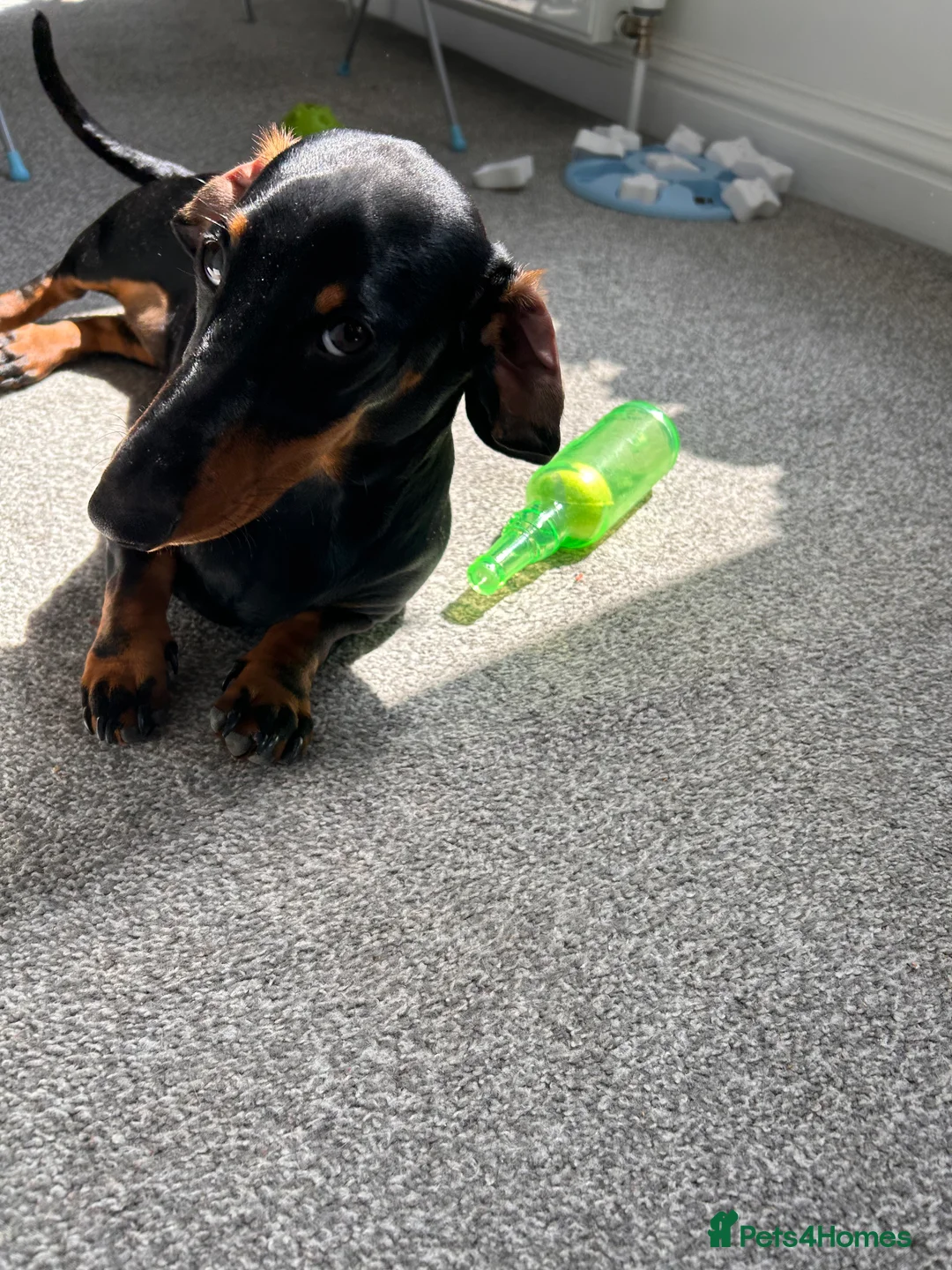 Dachshund dogs for sale: Loving Home Wanted for a Very Special Dog - Advert 3