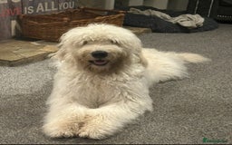 Goldendoodle dogs for stud: 2nd Generation Goldendoodle - Image 3