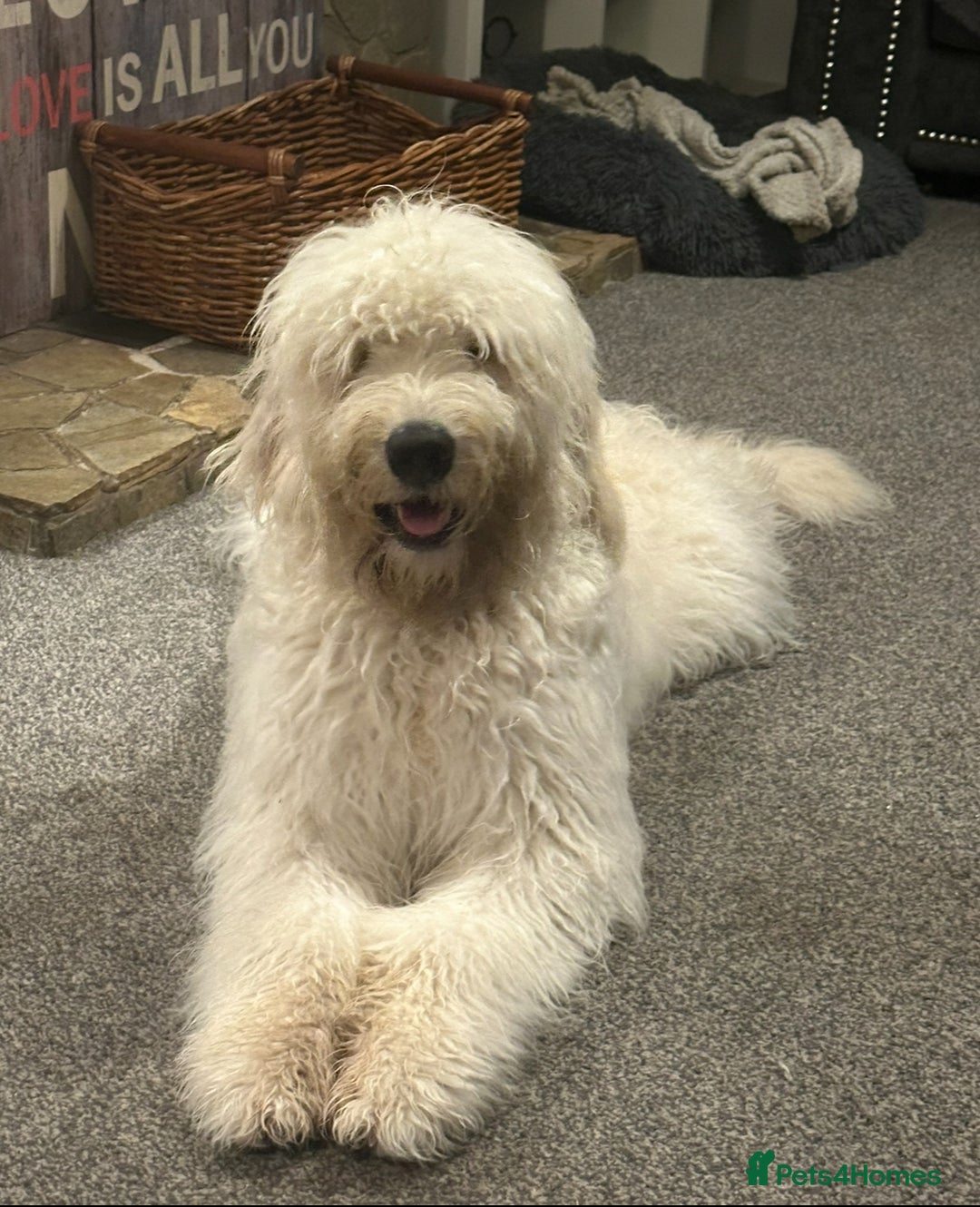 Goldendoodle dogs for stud: 2nd Generation Goldendoodle - Image 3