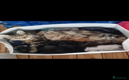 Domestic Shorthair cats for sale: One black Female Kitten - Image 2