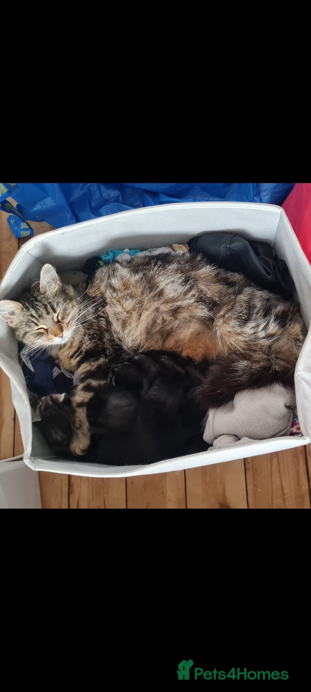 Domestic Shorthair cats for sale: One black Female Kitten - Image 2
