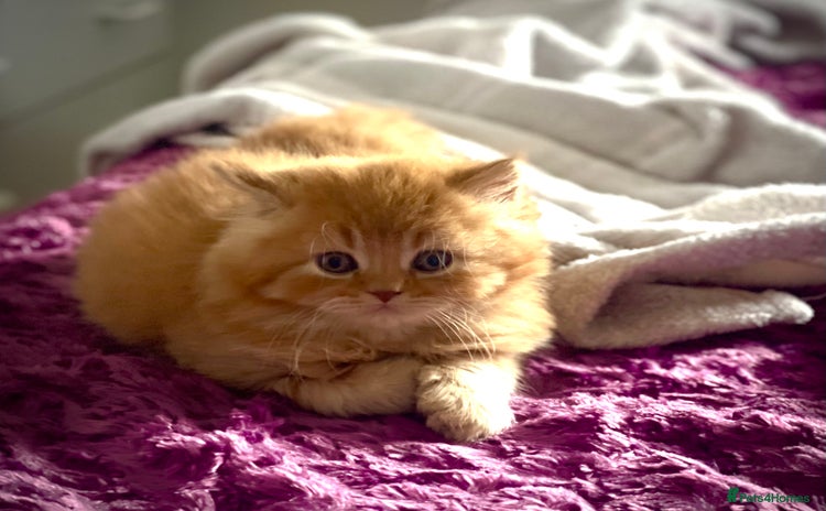 British Longhair cats - Advert 1
