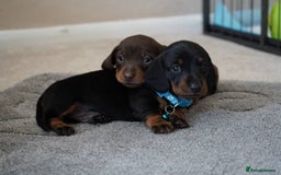 Miniature Dachshund dogs for sale: Miniature Smooth-Haired Dachshunds  - Image 2