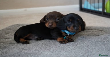 Miniature Dachshund dogs - Advert 2