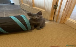 Russian Blue cats for sale: Russian Blue x BSH - Image 20