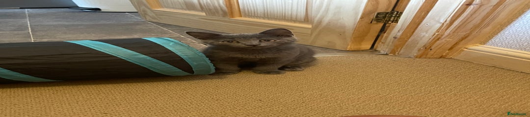Russian Blue Kitten 2