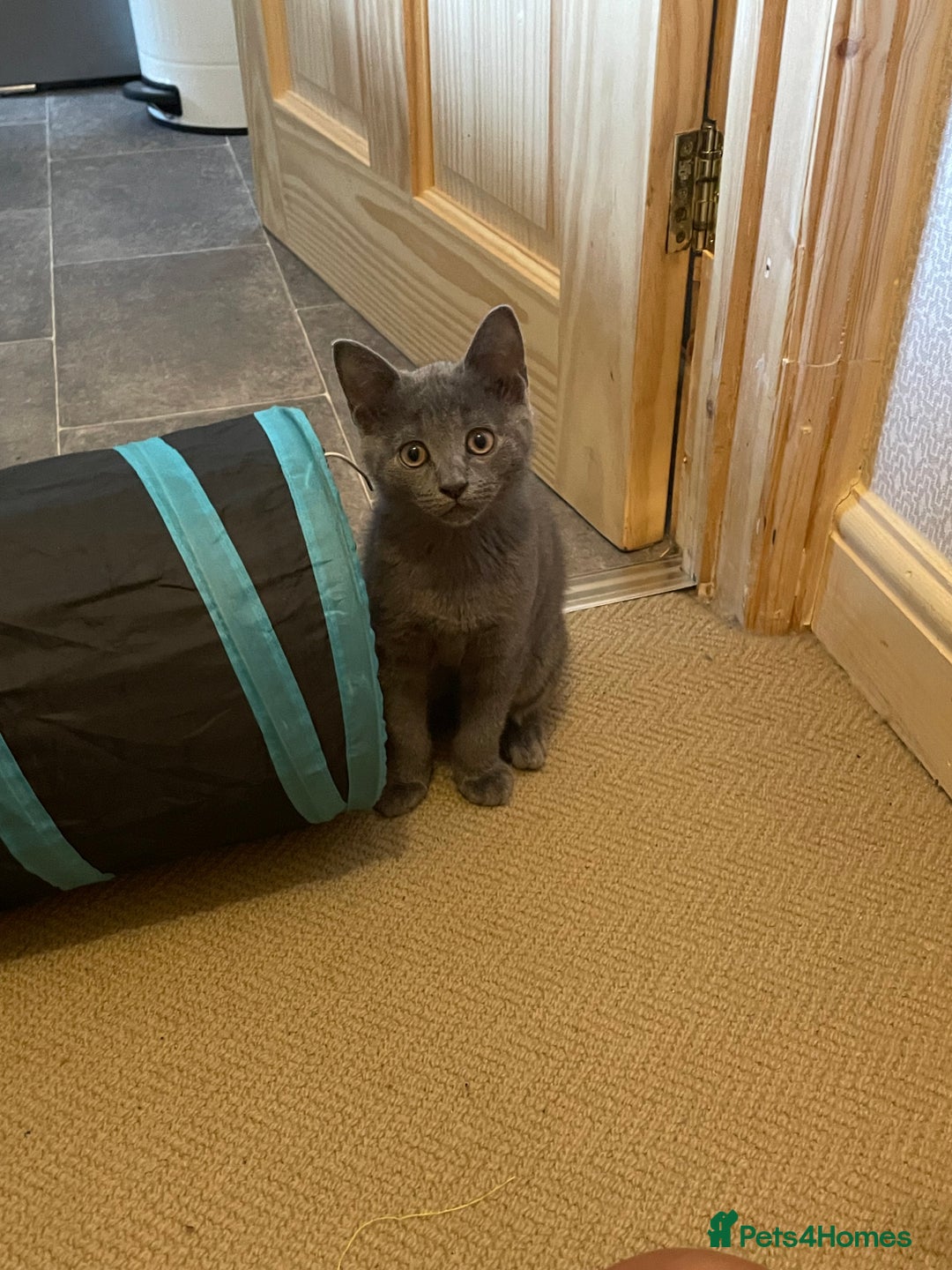 Russian Blue cats for sale: Russian Blue x BSH - Image 20