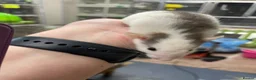 Rat rodents for sale: Baby rats - Advert 9