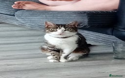 British Shorthair cats for sale: Tabby female cat 5 yrs old  - Image 1