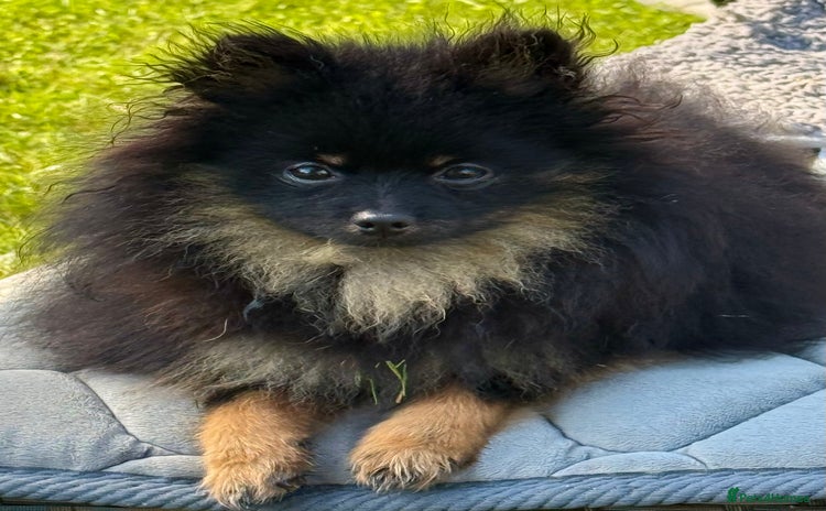 Pomeranian dogs - Advert 1