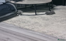 British Shorthair cats for sale: Adorable British Shorthair x Persian Kittens  - Image 4