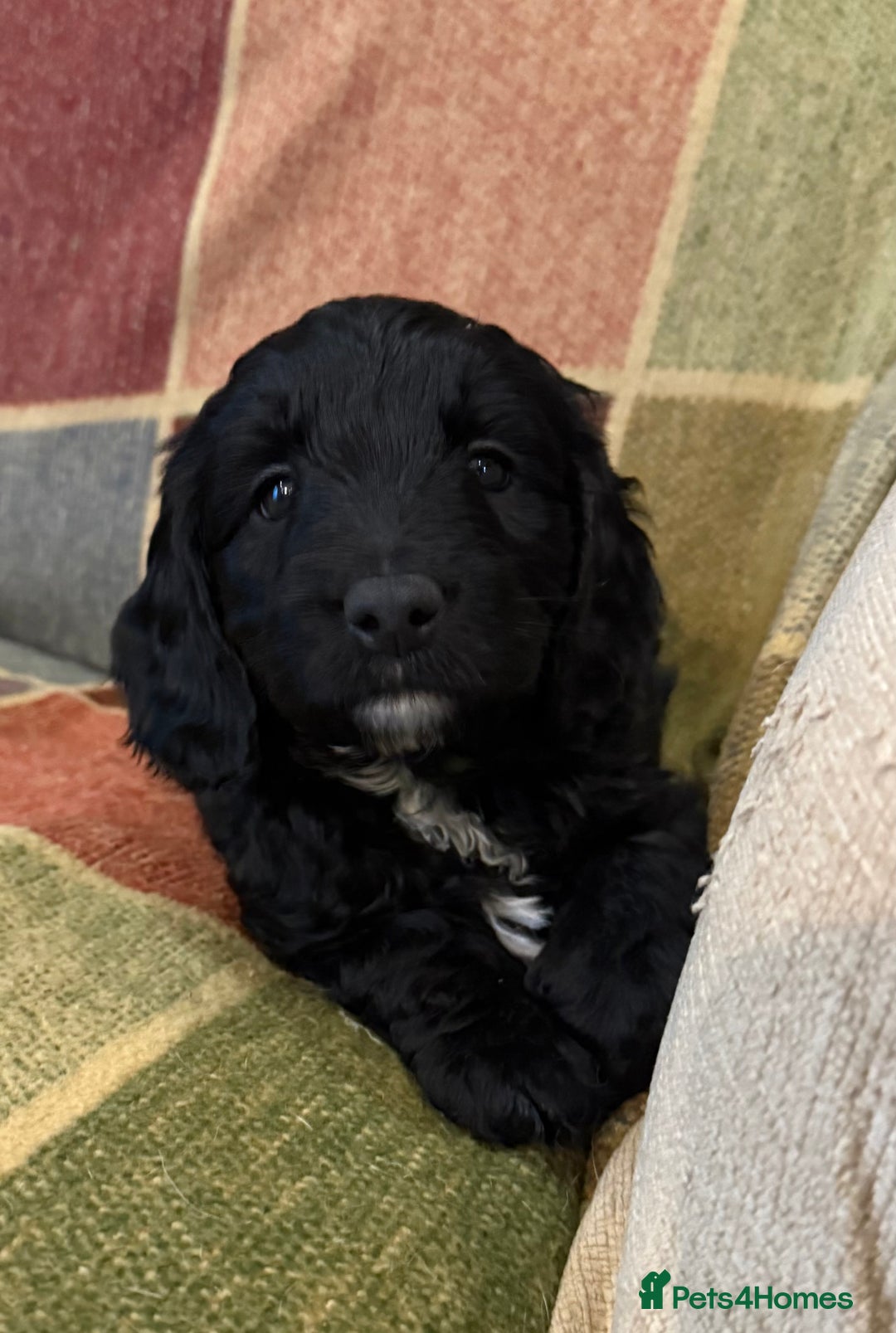 Sproodle dogs for sale: Stunning Sproodles  - Advert 21