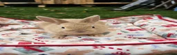 Netherland Dwarf rabbits for sale: Baby Rabbits for Sale – Beautiful Colours 🐰❤️ - Advert 8