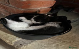 Domestic Shorthair cats for sale: beautiful tabby and black and white kittens - Image 36