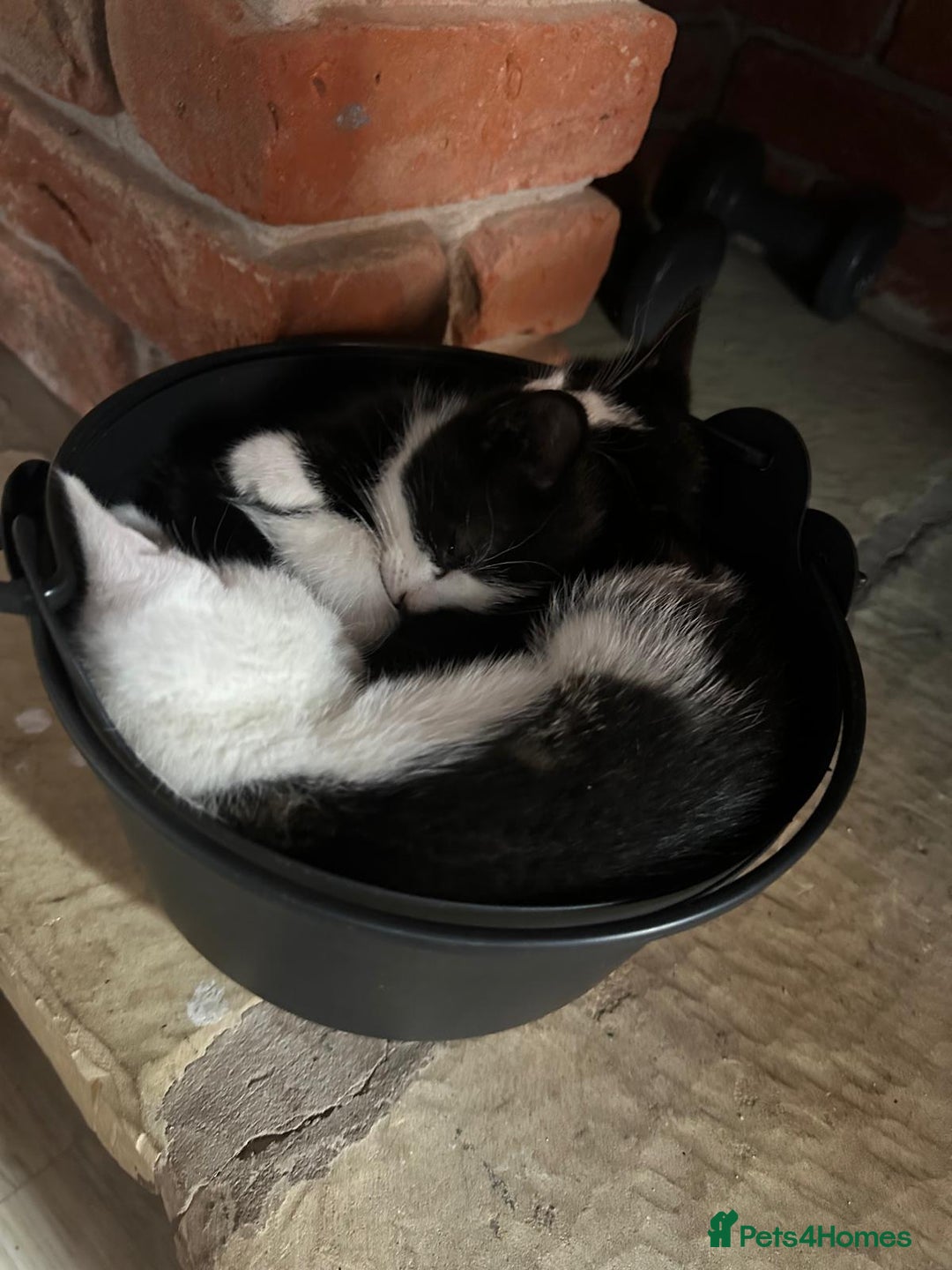 Domestic Shorthair cats for sale: beautiful tabby and black and white kittens - Image 36