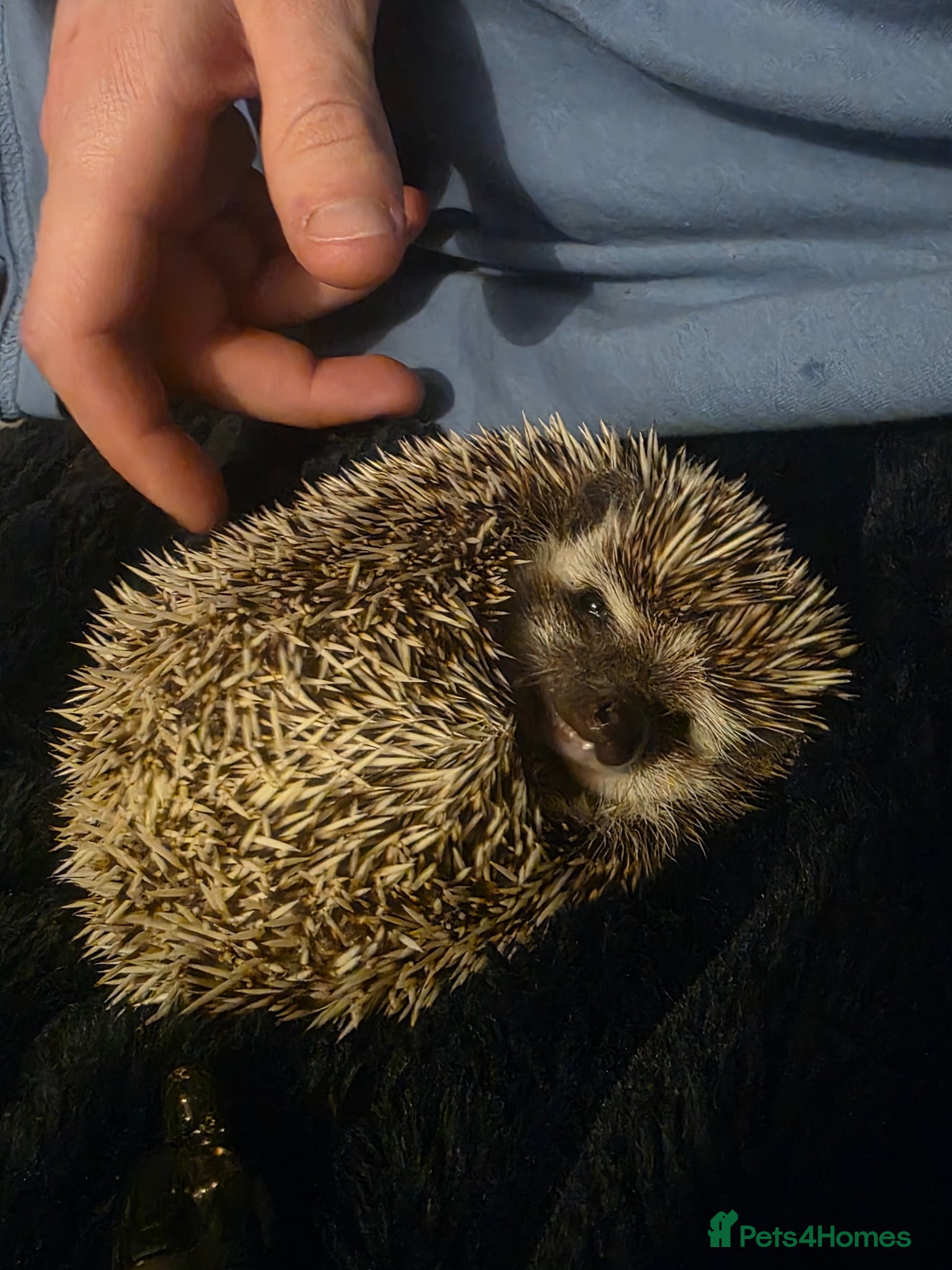 Pygmy Hedgehog rodents Stella the hedgehog  - Advert 3