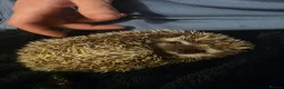 Pygmy Hedgehog rodents for sale: Stella the hedgehog  in Chesterfield - Advert 1