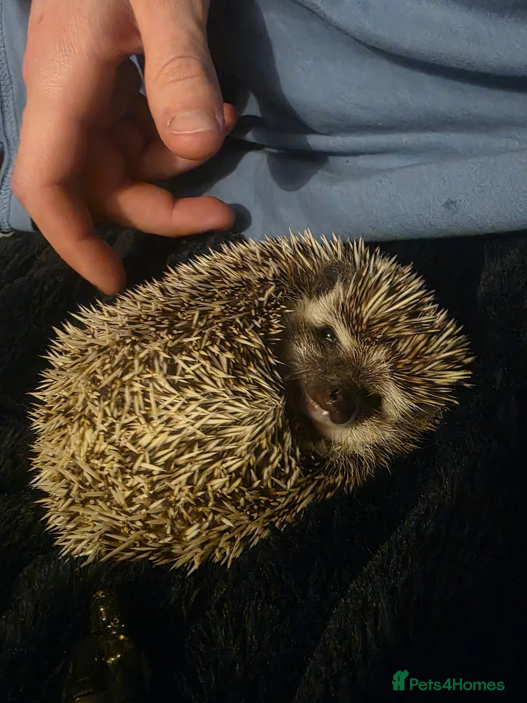 Pygmy Hedgehog rodents for sale: Stella the hedgehog  in Chesterfield - Advert 1