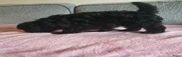Toy Poodle dogs for sale: Last boy all black  in Hull - Advert 6