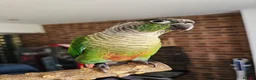 Conures birds for sale: Ricky & Cleo - Advert 6