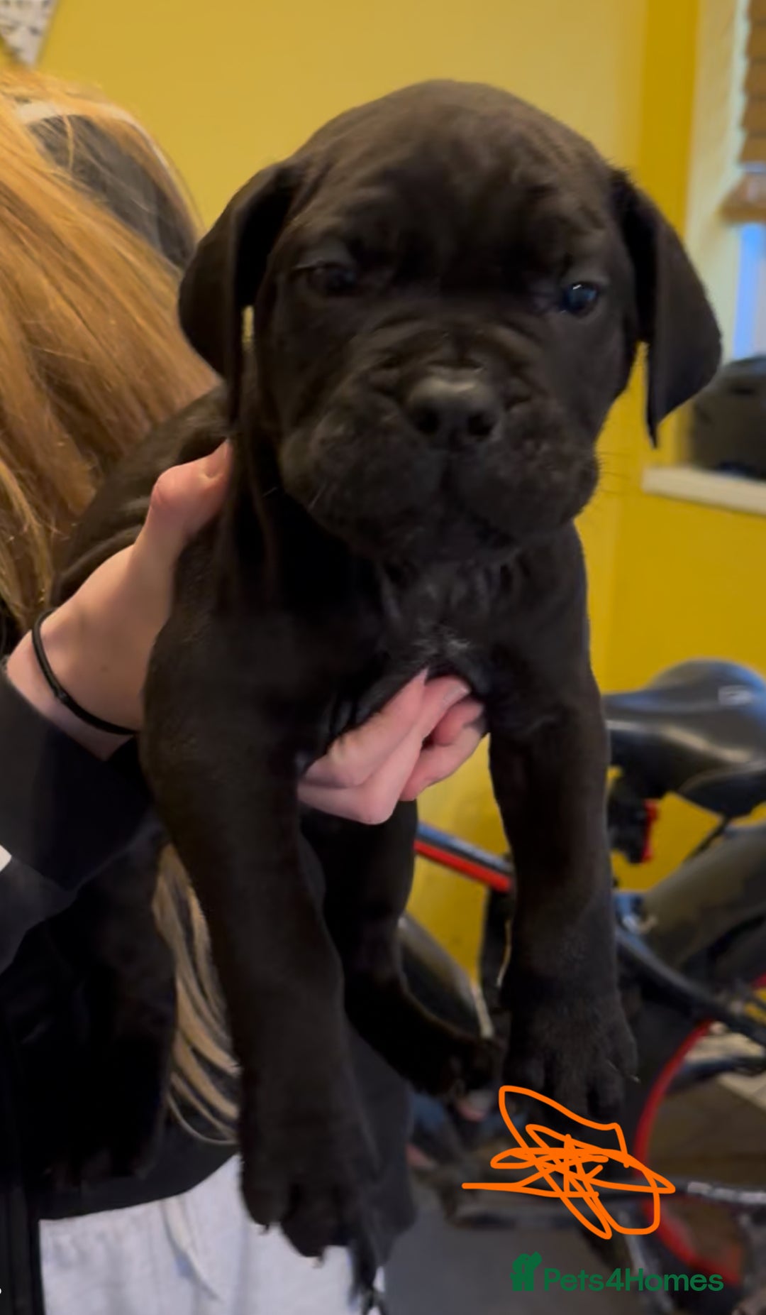 Cane Corso dogs for sale: Cane Corse Puppies - Advert 2
