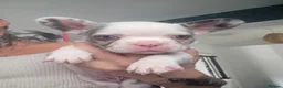 French Bulldog dogs for sale: Stunning Husky Koi French Bulldog Litter - Advert 23