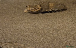 Scottish Fold cats for sale: Full pedigree Scottish Fold kitt(ready to go now)  - Image 17