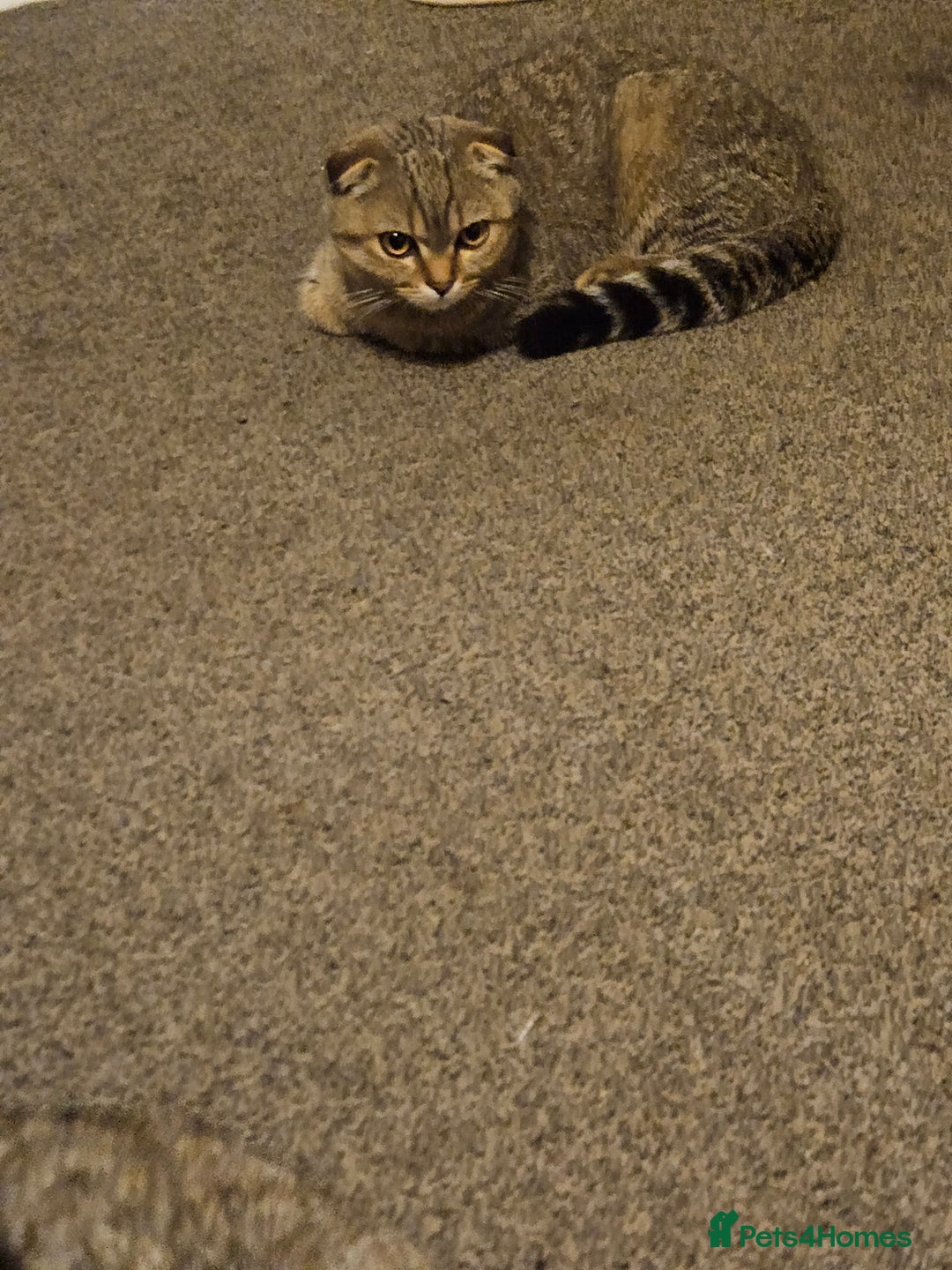 Scottish Fold cats for sale: Full pedigree Scottish Fold kitt(ready to go now)  - Image 17