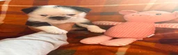 Pug dogs for sale: Panda 🐼 pug puppies carrying pink - Advert 12