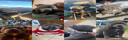 Staffordshire Bull Terrier dogs for sale: KC Blue staffy pups - Advert 6