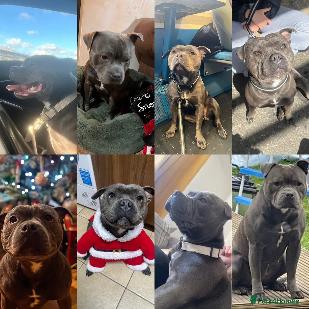 Staffordshire Bull Terrier dogs for sale: KC Blue staffy pups - Advert 6