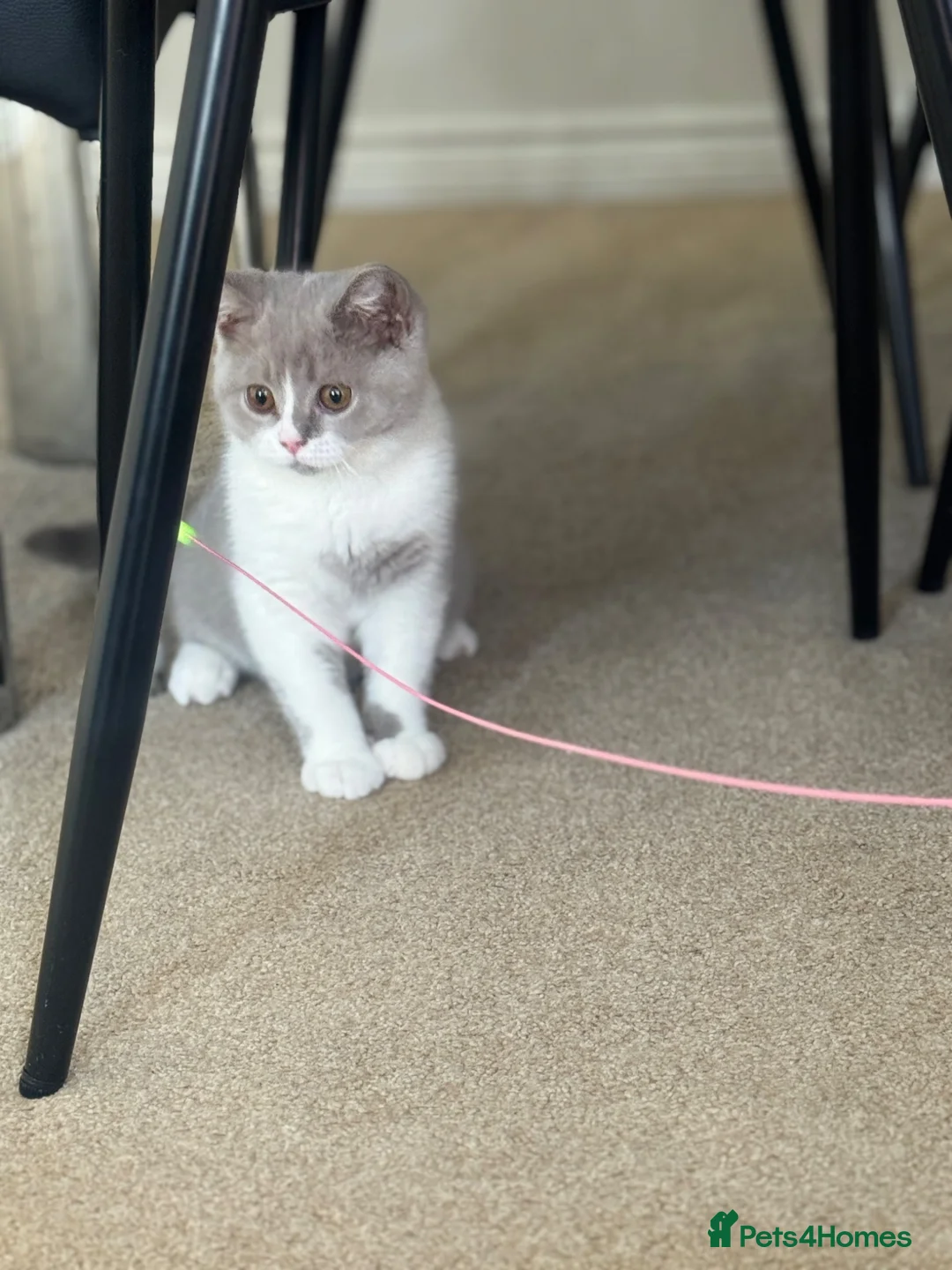 British Shorthair cats for sale: Beautifully bicolour female - Advert 2