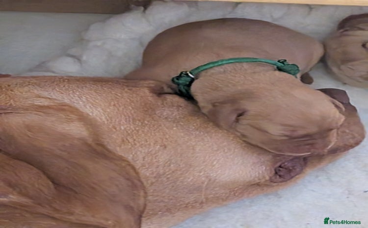 Labrador Retriever dogs - Advert 10